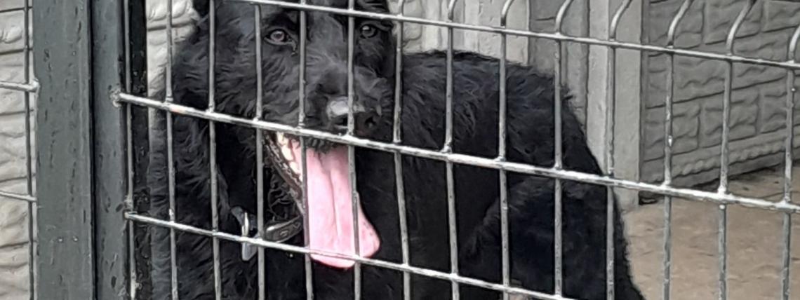 Schronisko w Klępinie Białogardzkim